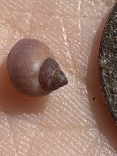 Echinolittorina hawaiiensis observed 2025-01-05
