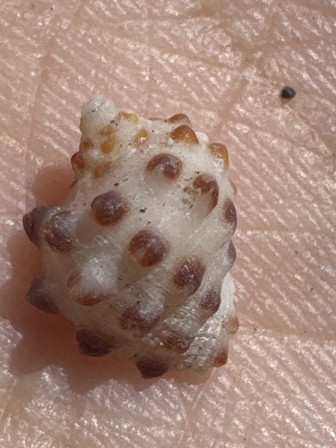 Drupa ricinus observed 2025-01-05