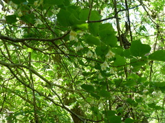 Styrax platanifolius platanifolius