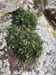 Draba standleyi