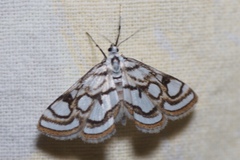 Nymphula nitidulata