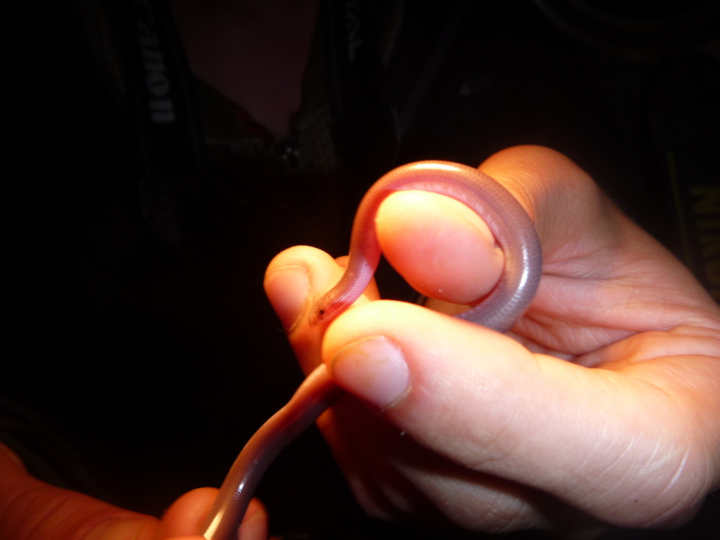Pale-Headed Blind Snake