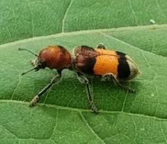 Enoclerus ichneumoneus