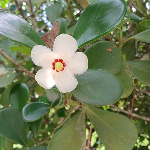 Clusia fluminensis, photograph 6