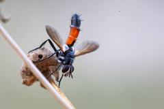 Cylindromyia pilipes