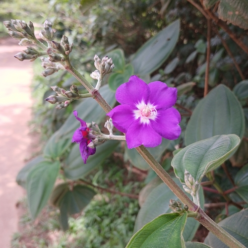 Foto de Glória-da-manhã