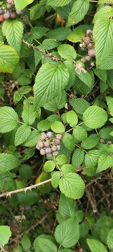 Foto de Amora-silvestre