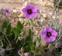 Erodium arborescens