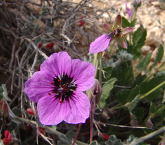 Erodium arborescens