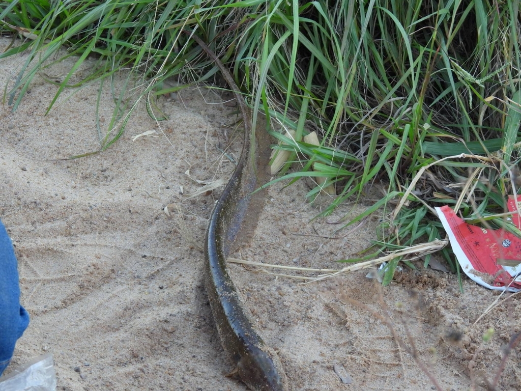 Longtail knifefish (Sternopygus macrurus) — Sternopygidae
