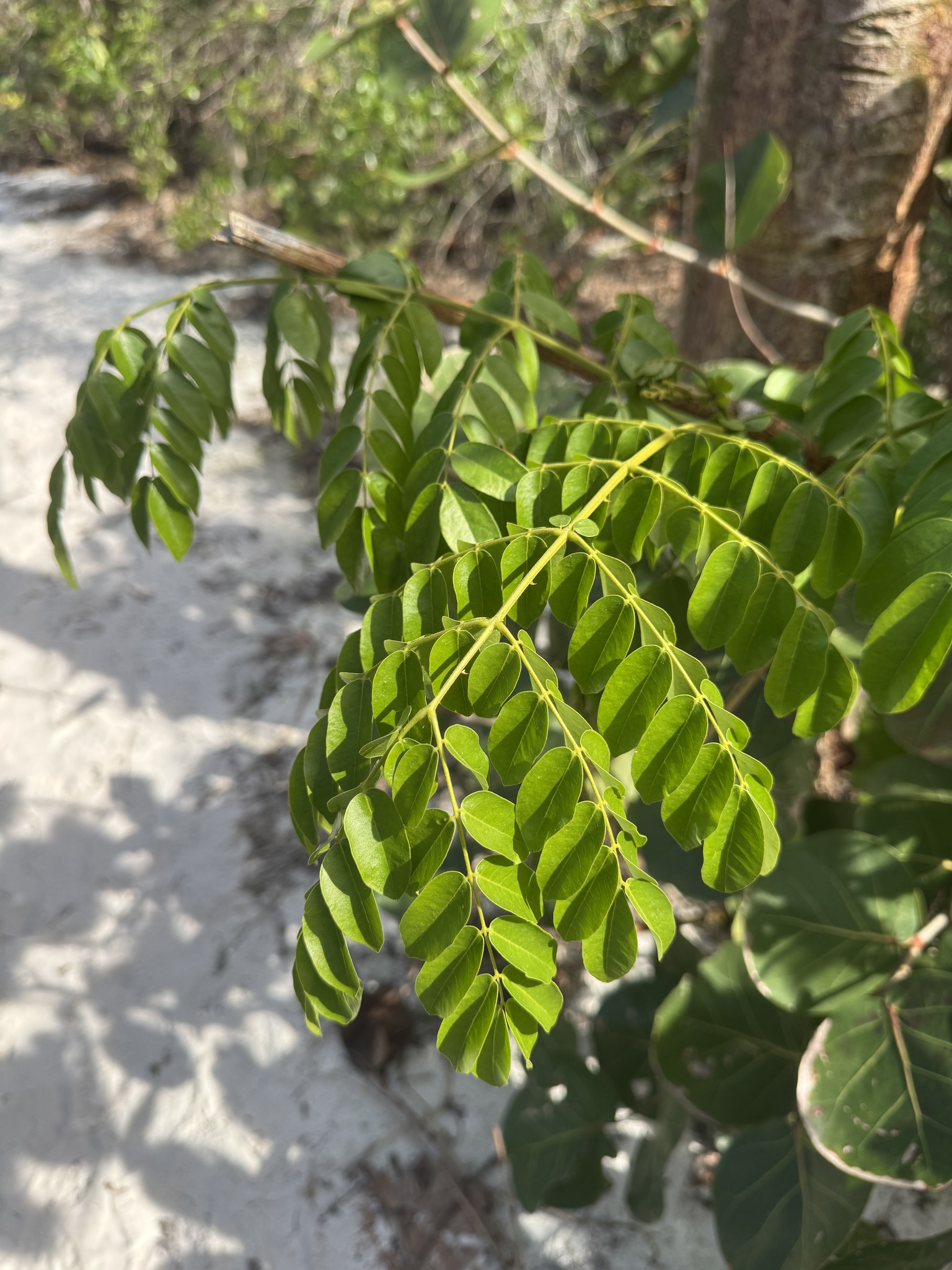 Imagem de Mucunã-de-caroço