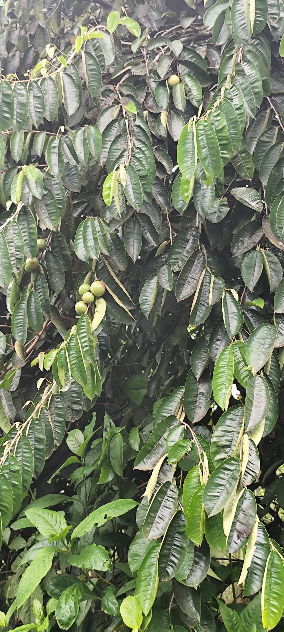 Imagem de Abiu-do-Pará