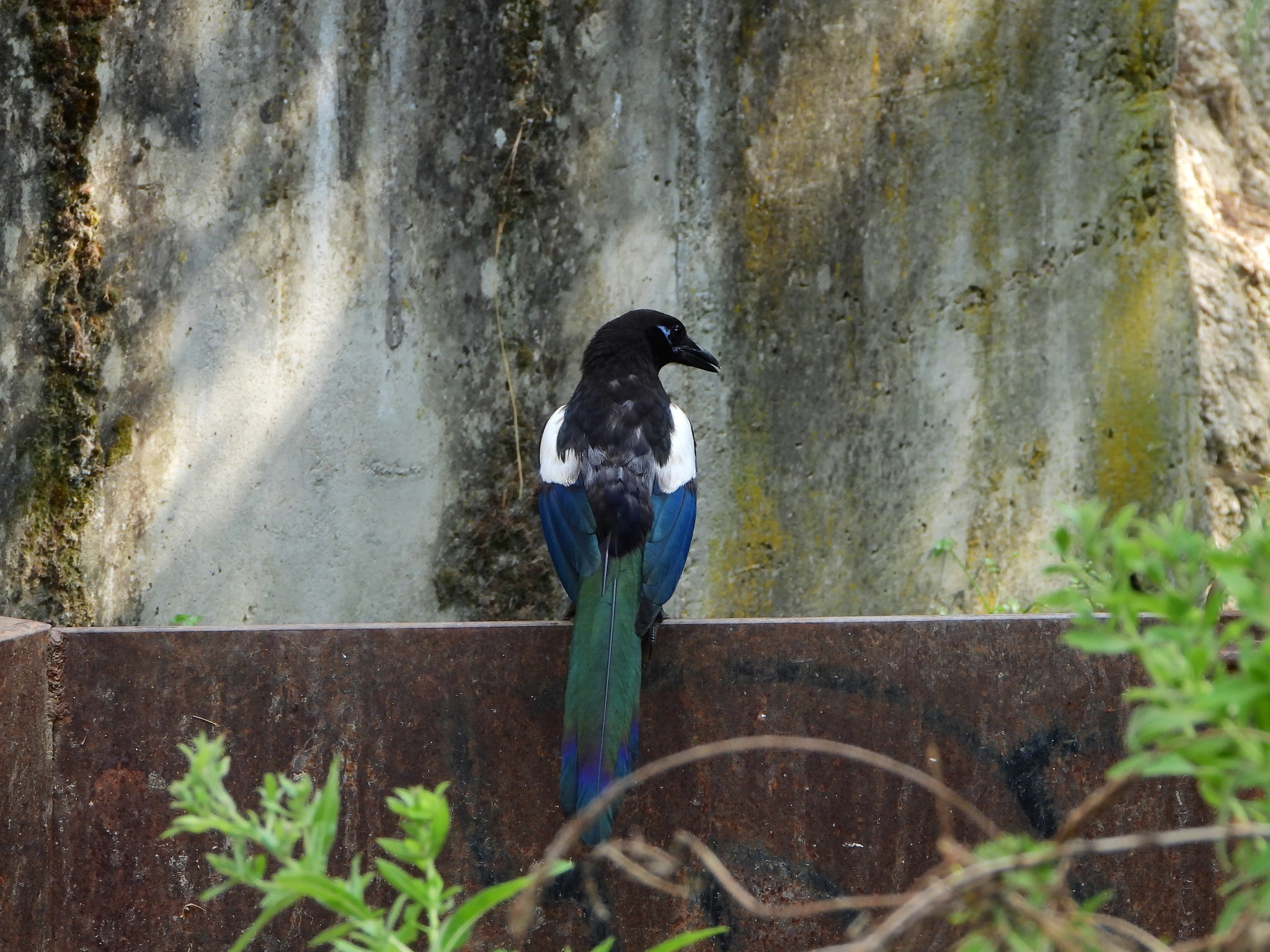 pica pica melanotos Iberian common magpie (Subspecies Pica pica melanotos) · iNaturalist