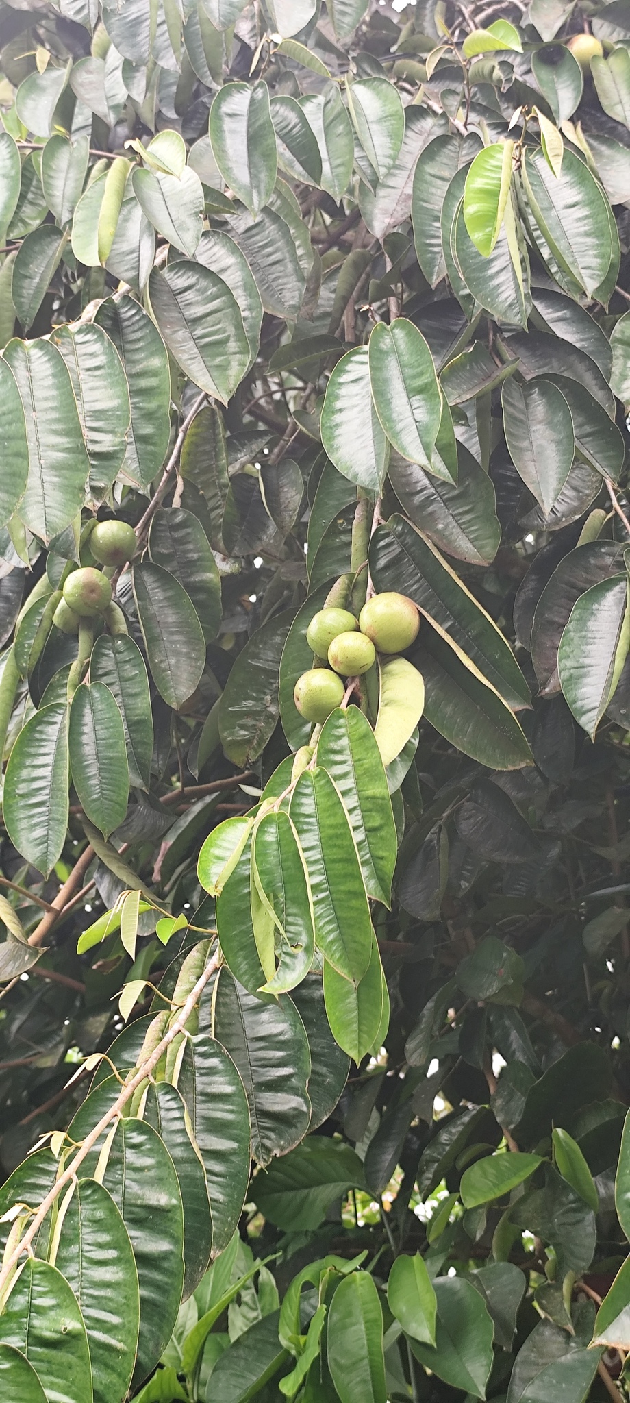 Imagem de Abiu-do-Pará