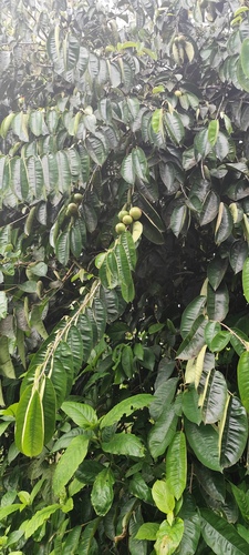 Foto de Abiu-do-Pará