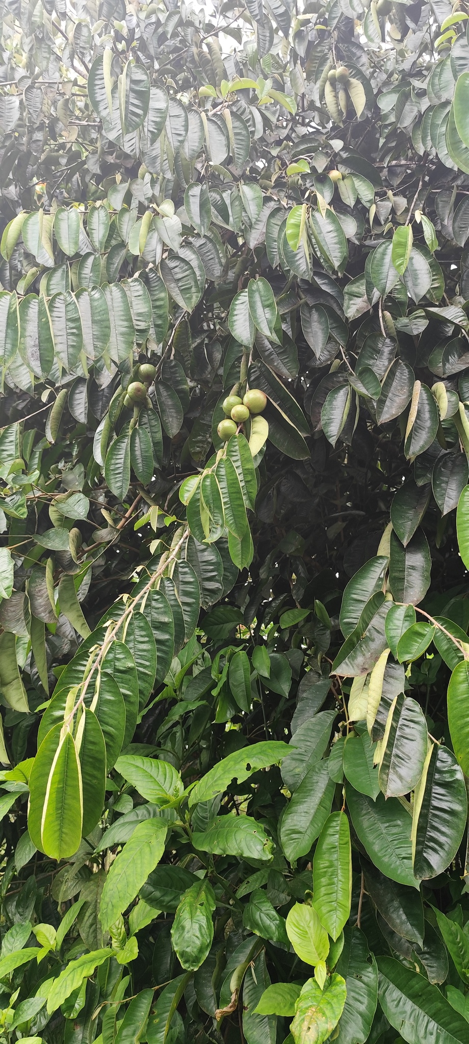 Imagem de Abiu-do-Pará