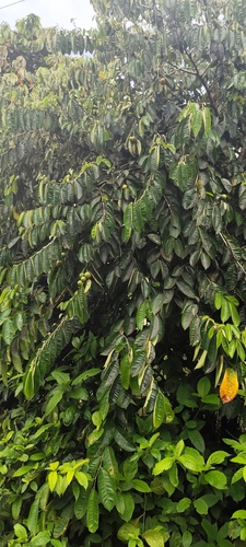 Foto de Abiu-do-Pará