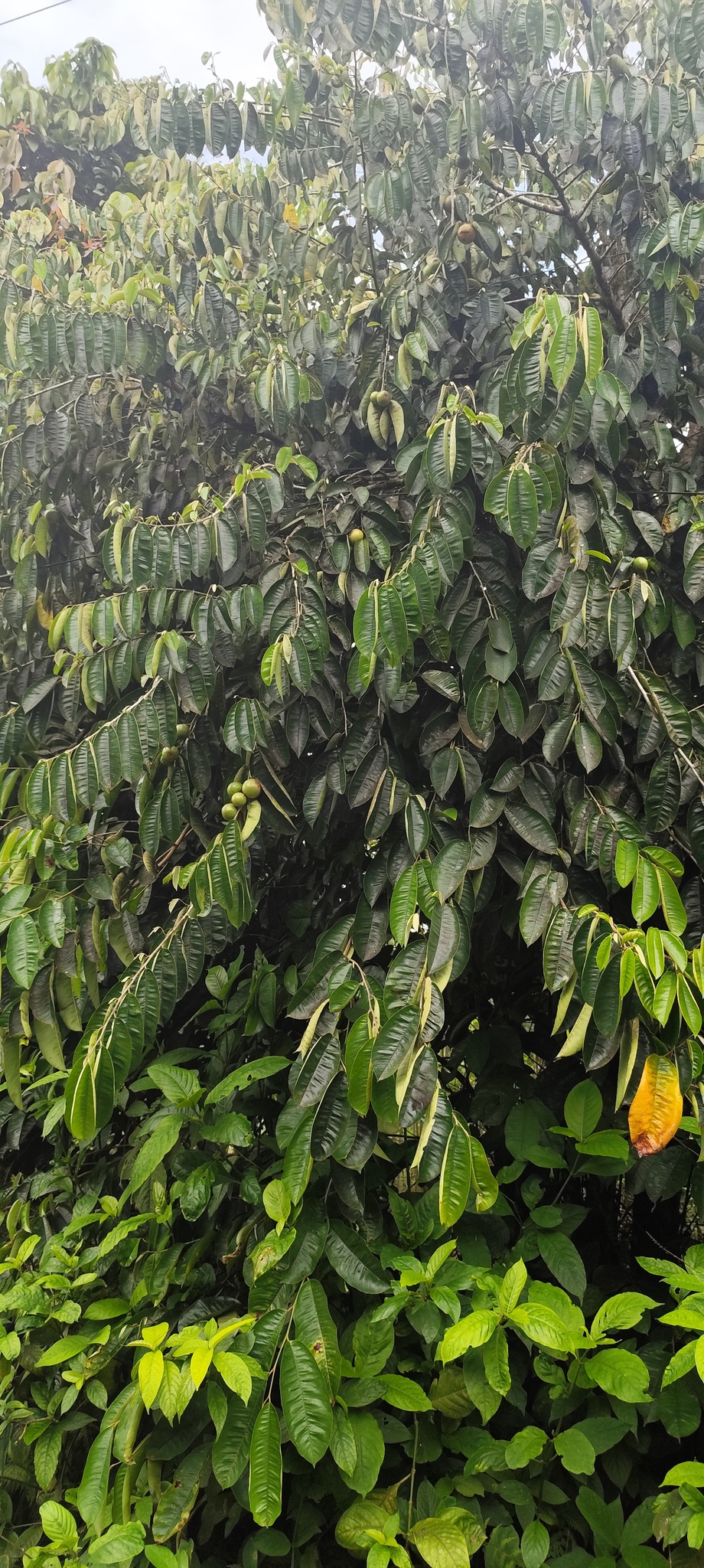 Imagem de Abiu-do-Pará