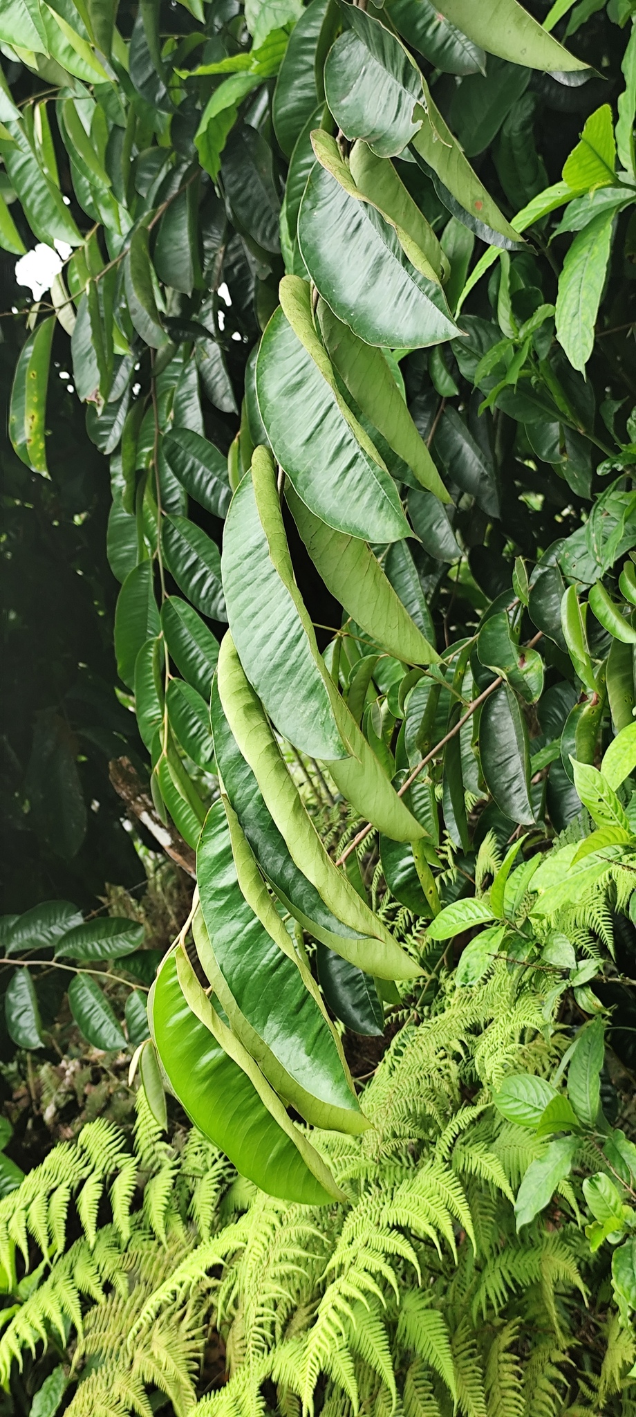 Imagem de Abiu-do-Pará