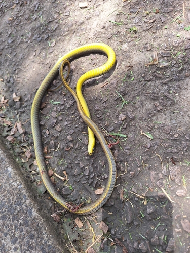 Common Tree Snake sighting