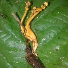 Ophiocordyceps pentatomae