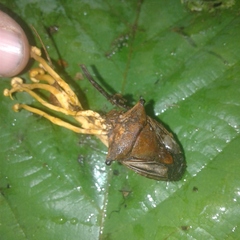 Ophiocordyceps pentatomae