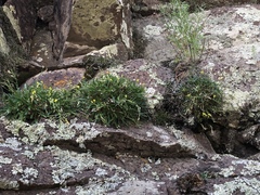 Draba standleyi