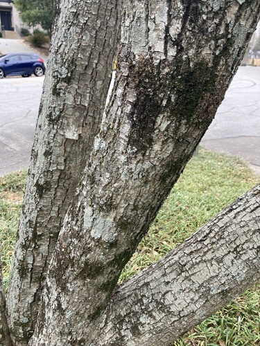 Foto de Chuva-de-ouro