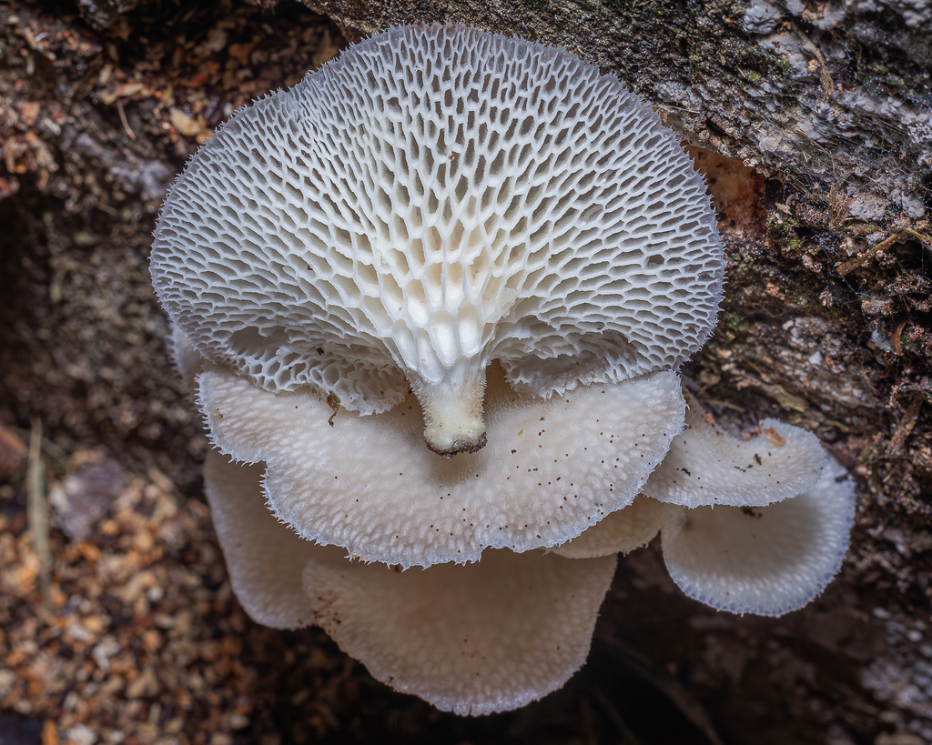 Favolus reniformis · January 2025 · photo: © deniszabin (iNaturalist, cc-by)