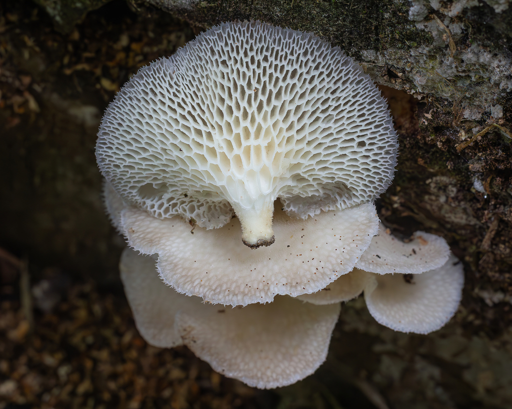 Favolus reniformis