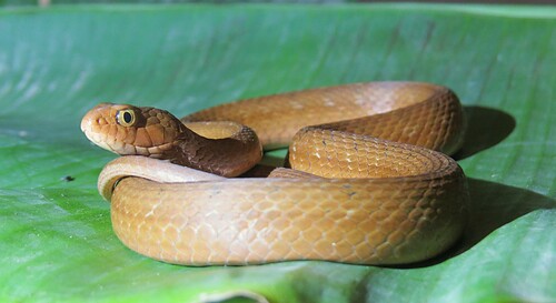 Jararaca Mock Viper
