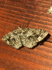 Peribatodes secundaria