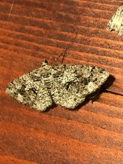 Peribatodes secundaria