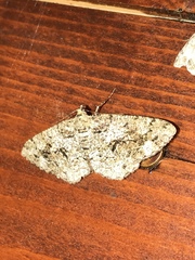 Peribatodes secundaria