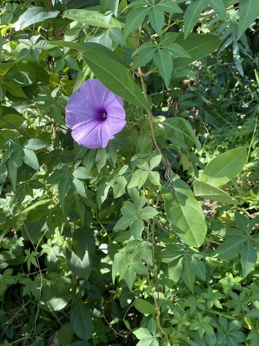 Ipomoea cairica observed 2024-10-17
