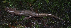 Desmognathus abditus