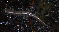 Desmognathus abditus