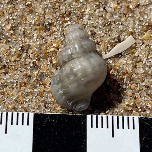 Cymatiella verrucosa, 2025-01-03