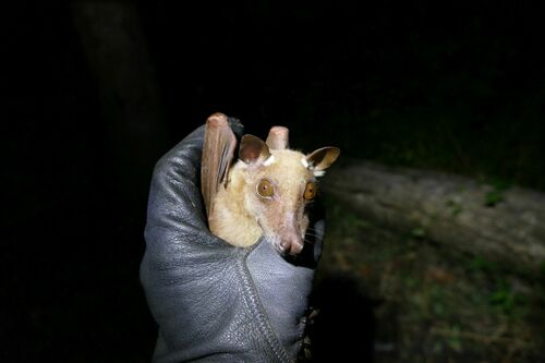 Büttikofer's Epauletted Bat