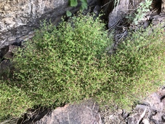 Galium wrightii