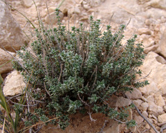 Thymus bovei