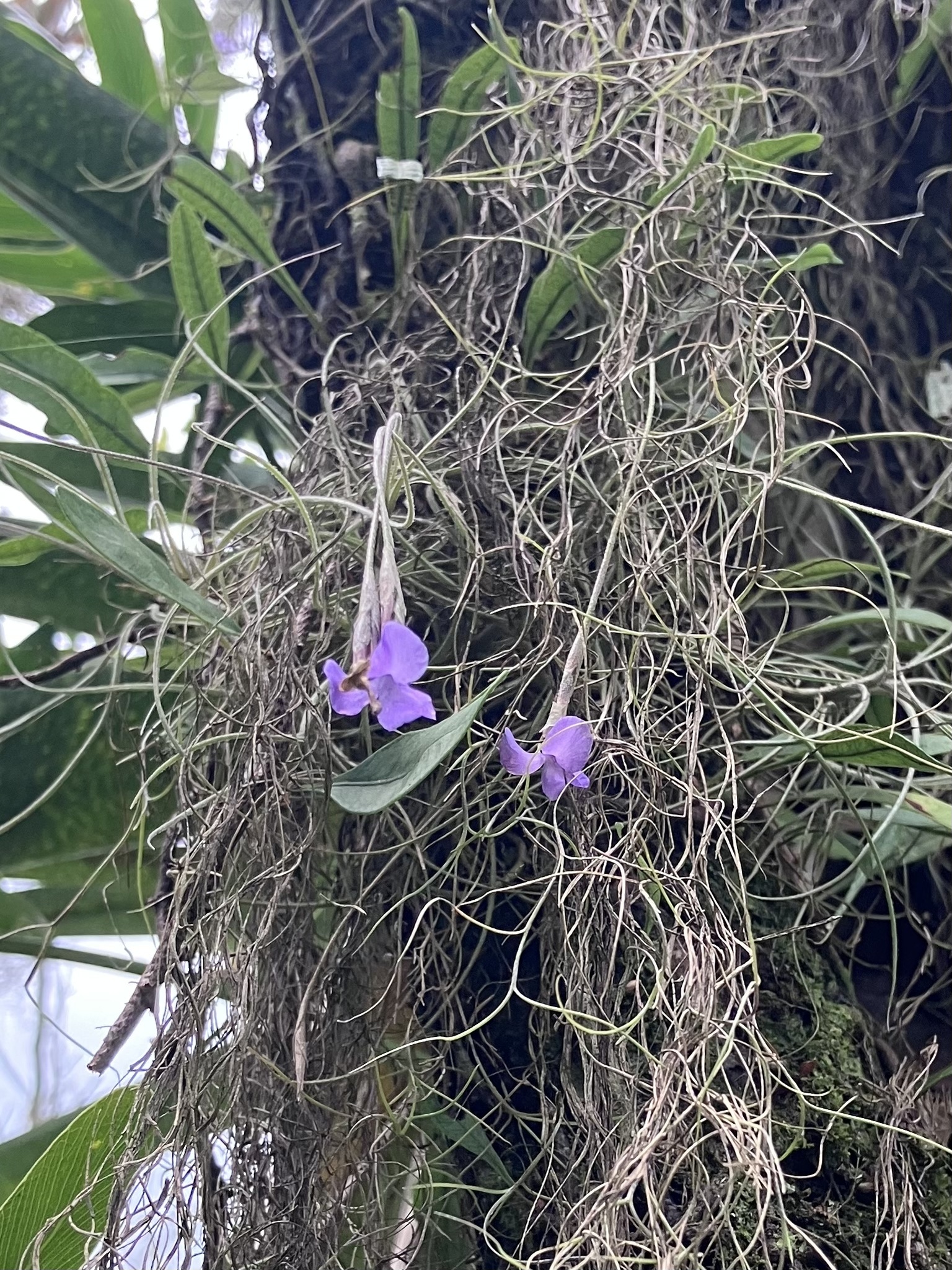 Tillandsia mallemontii