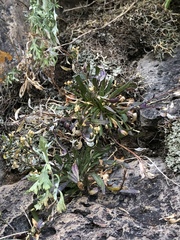 Draba standleyi