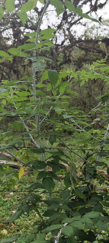 Foto de Amora-silvestre
