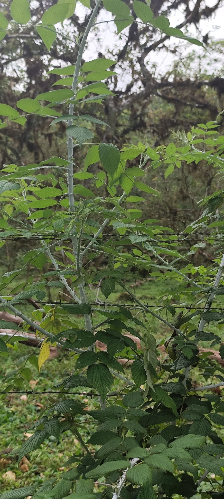 Imagem de Amora-silvestre