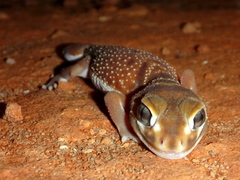 Nephrurus levis occidentalis