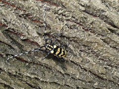 Anoplophora horsfieldii