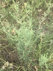 Artemisia dracunculus dracunculus