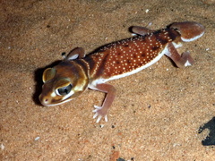 Nephrurus levis occidentalis