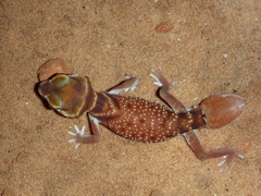 Nephrurus levis occidentalis